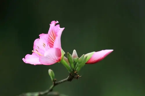 2、紫荆花：它的花粉会诱发哮喘症或使咳嗽症状加重。