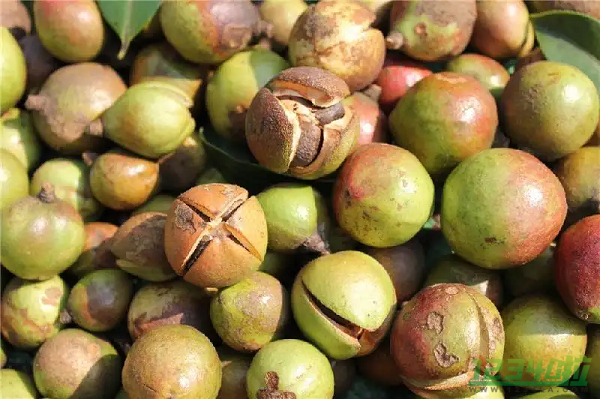 你知道油茶果是什么吗 油茶果的作用和功效是什么