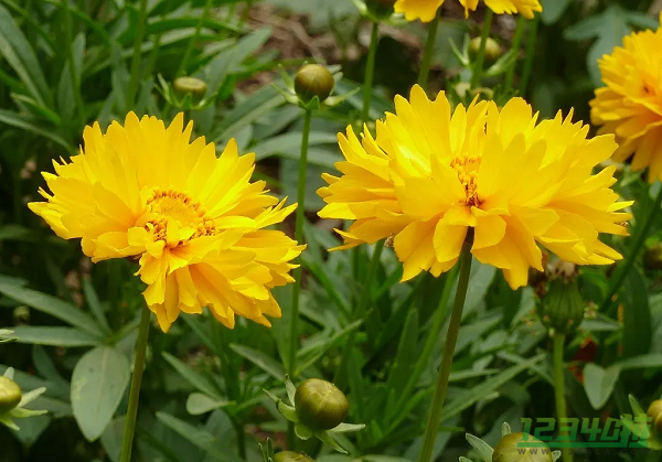 金鸡菊