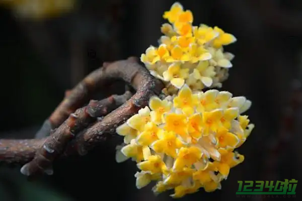 结香花的风水 结香花的禁忌