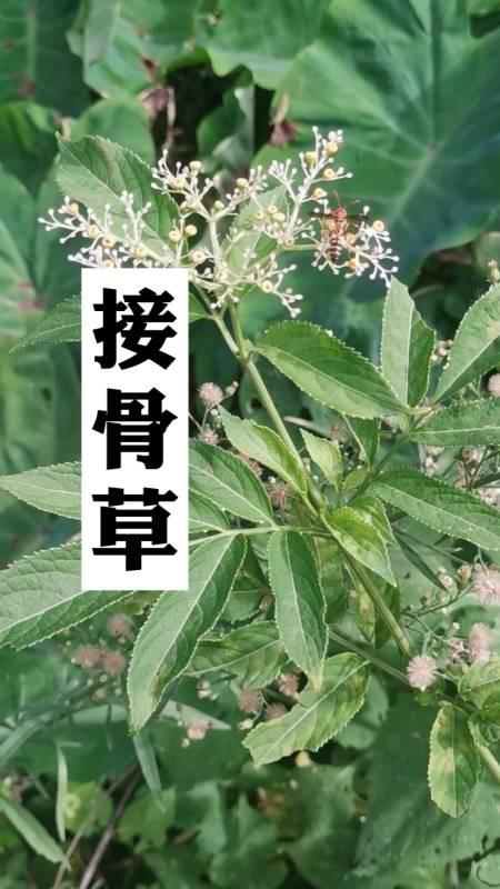 接骨草是什么 接骨草的常见用法