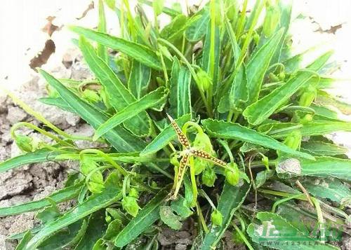 犁头草的功效与作用 犁头草的药用价值