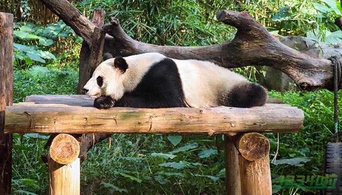 大陆赠台大熊猫“团团”病情加重，粉丝在台北熊猫馆留言板上贴满祝福