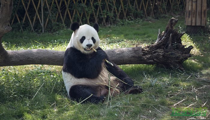 网友呼吁接回旅美大熊猫丫丫 知情人透露已有专家赴美照看大熊猫丫丫