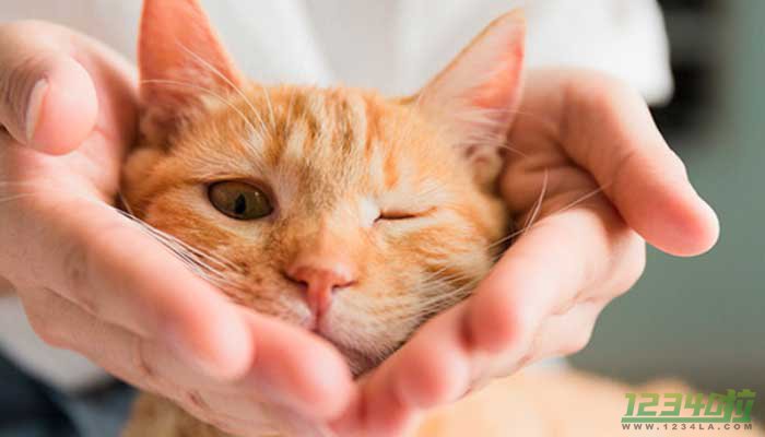 爱猫被偷 浙江女猫主从湖州追到广州找到爱宠