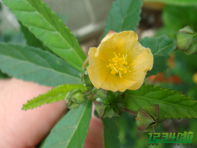 黄花稔的功效与作用 黄花稔的药用价值