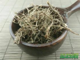 马兰根的功效与作用 马兰根的药用价值