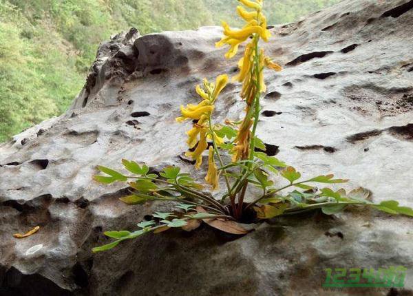 岩莲泡酒的四大功效 岩莲泡酒的药用价值