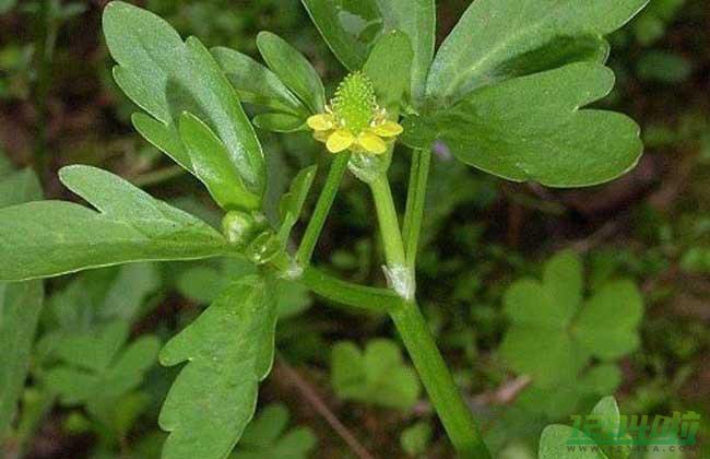 石龙芮的功效与作用 石龙芮能吃吗