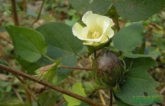 野棉花根的功效与作用 野棉花根的副作用