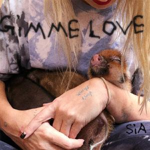Sia的《Gimme Love》歌词