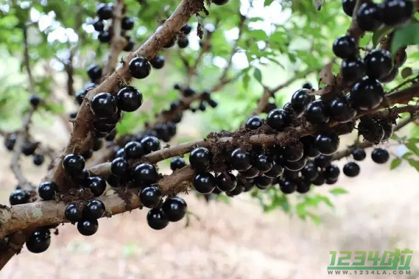 嘉宝果怎么吃好 嘉宝果的食用方法