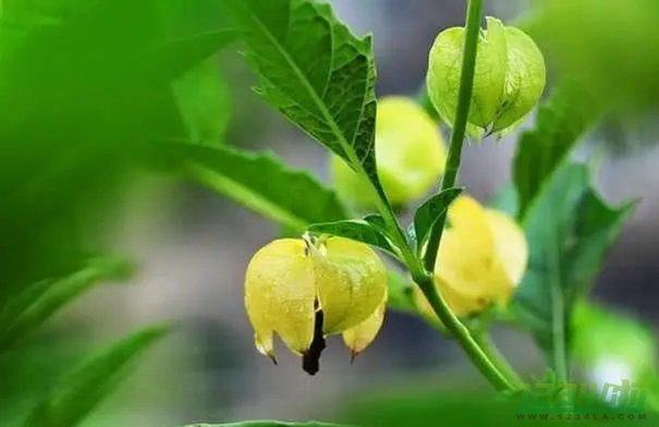 菇茑的功效与禁忌 菇茑怎么吃