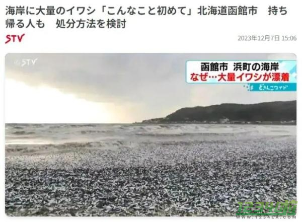 日本北海道海岸现大量沙丁鱼尸体：密密麻麻铺满水面 场面骇人