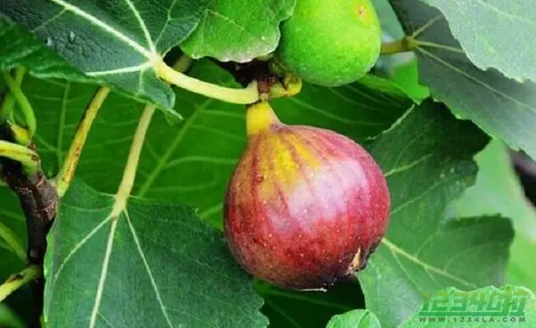 无花果叶的功效与作用 无花果叶的食用方法