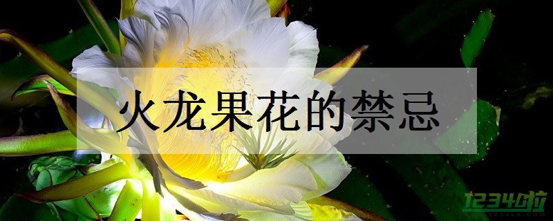 火龙果花有哪些禁忌 火龙果花的功效有哪些