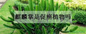 麒麟掌是促癌植物吗 麒麟掌能养在家里吗