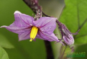 茄子花的功效和禁忌，消肿止痛、保护心血管