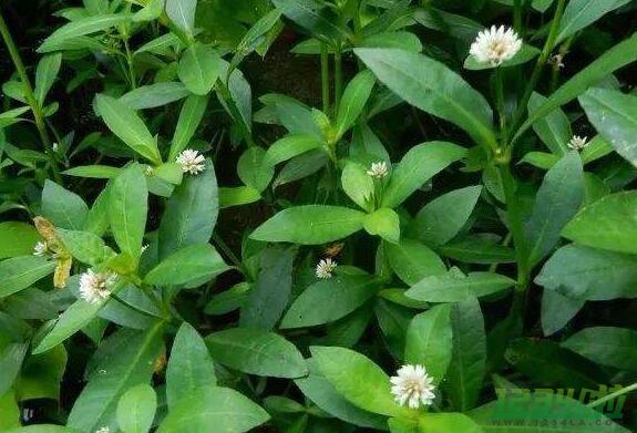 空心莲子草的功效与作用 空心莲子草的危害