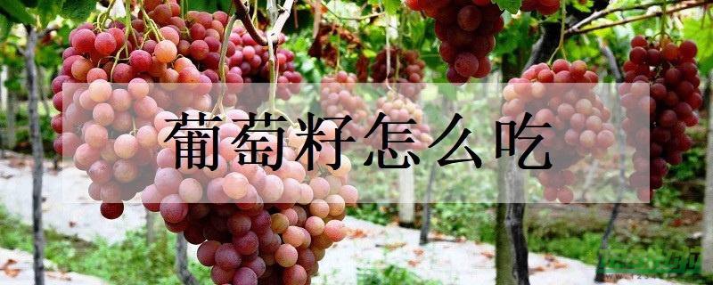 葡萄籽可以吃吗 葡萄籽怎么吃