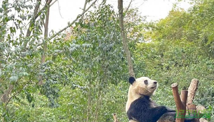 大熊猫丫丫合同4月7日到期 8日起丫丫起居全部移交中方人员