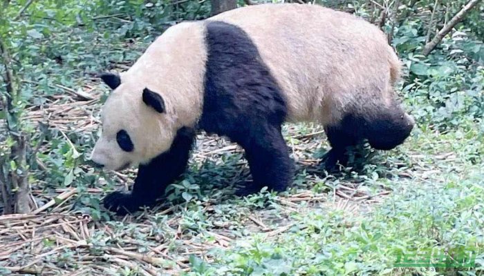 徐姥爷说会照顾好丫丫 丫丫回国后将和萌兰做邻居