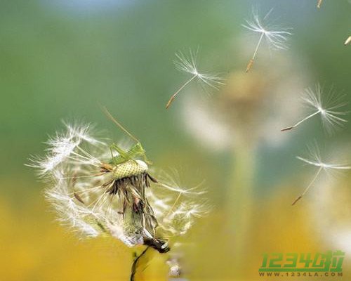 蒲公英种子怎么催芽 蒲公英的种子是什么