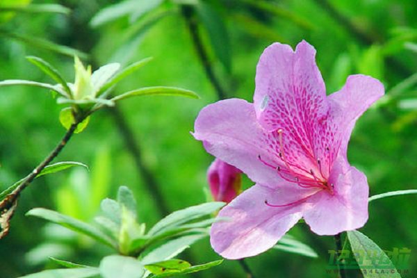 杜鹃花叶子干枯的原因及解决方法