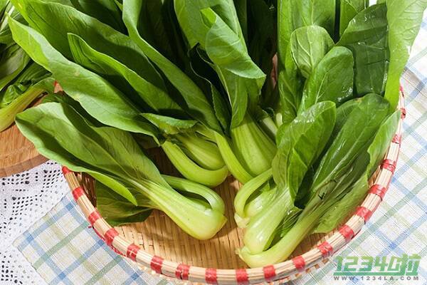 油菜的功效与作用 油菜的营养价值