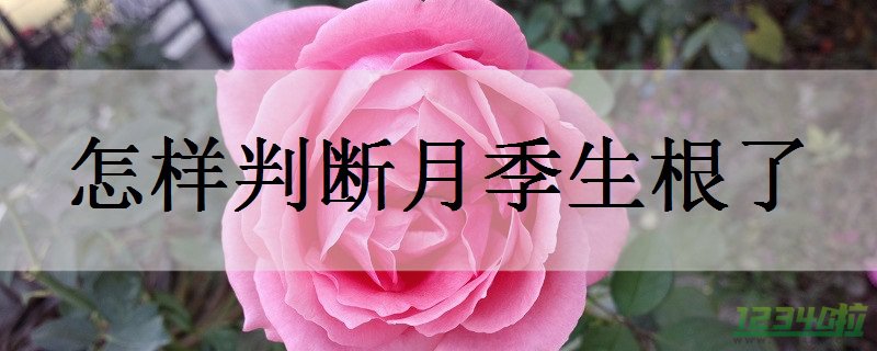 怎样判断月季生根了 月季花怎么养护生根快