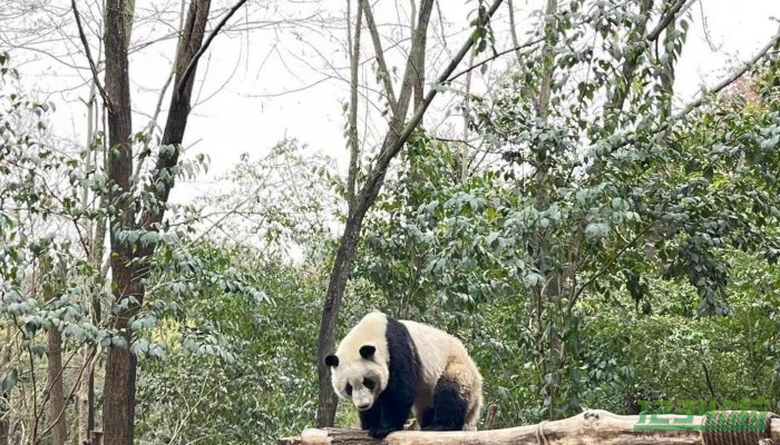 女明星熊猫花花被游客喊胖子愣了1秒钟 大家纷纷为花花感到不平