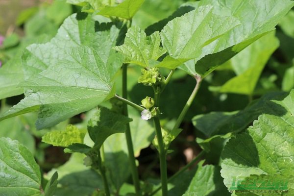 冬寒菜的功效与作用 冬寒菜的营养价值