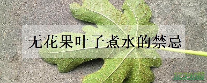 无花果叶子煮水的禁忌