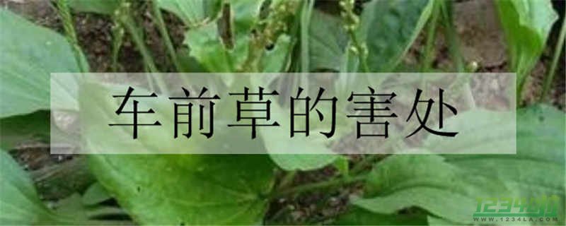 车前草的功效与作用 什么人不适合食用车前草