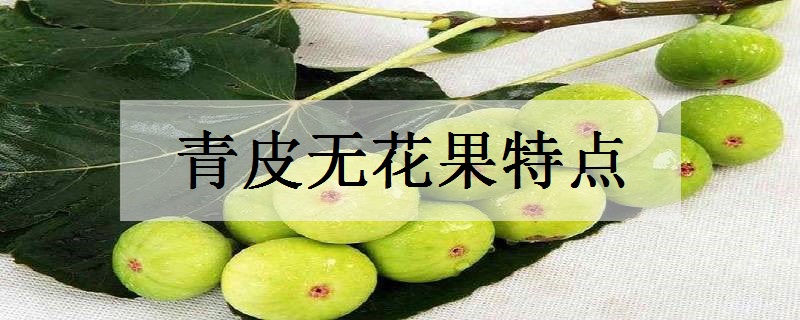 青皮无花果特点有哪些优缺点