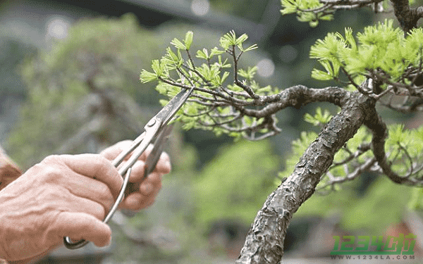 ​植物剪枝后伤口涂什么