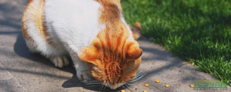 载有950余只猫的运猫车被拦截 猫肉一斤四块五，有的被冒充羊肉猪肉