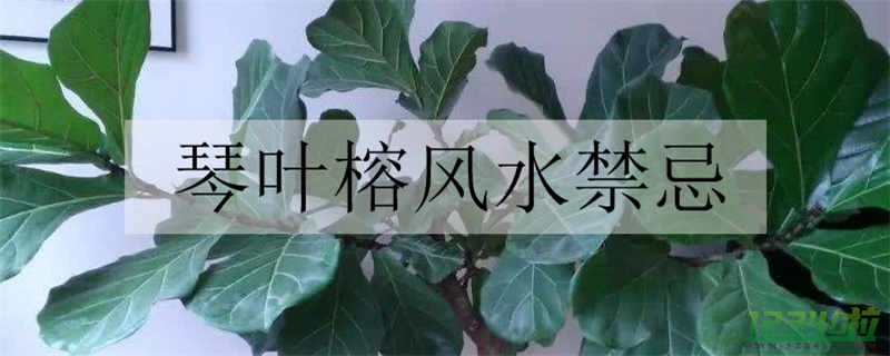 琴叶榕适合放卧室吗 琴叶榕的风水作用