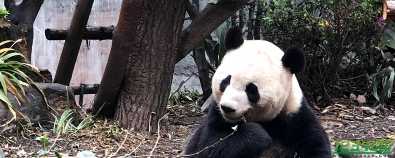 旅美熊猫洋洋饿得啃墙皮?假的 成都基地回应