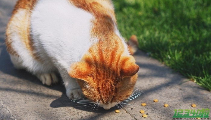 在世最长寿的猫咪去世 享年33岁