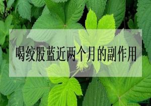 喝绞股蓝近两个月的副作用