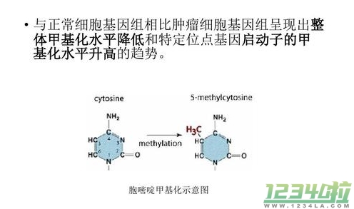 啃甲DNA