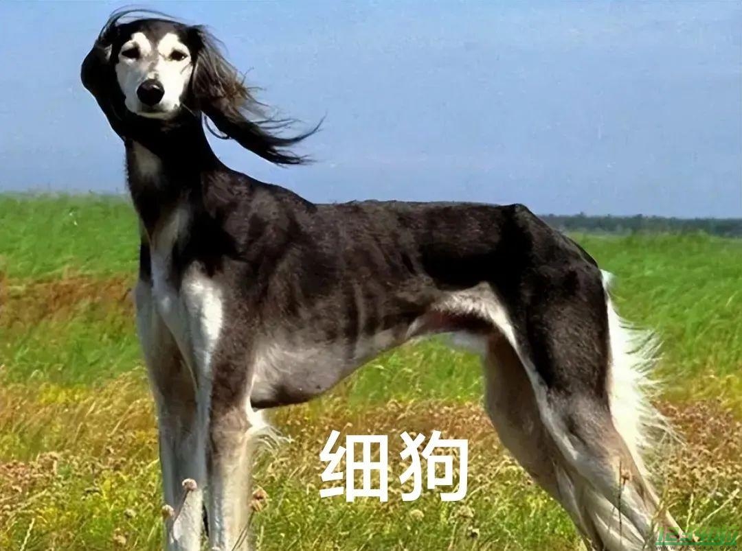 细狗